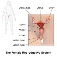 Fallopian tubes=eileiders, Ovaries=eierstokken, Uterus=baarmoeder, Cervix= baarmoederhals, Vagina=vagina / Bron: Blausen.com staff, Wikimedia Commons (CC BY-3.0)
