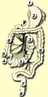 1=slokdarm, 2=maag, 3=dunne darm, 4=appendix (wormvormig aanhangsel van de blinde darm), 5=blindedarm, 6=dikke darm, 7=endeldarm, 8=anus / Bron: Edelhart Kempeneers, Wikimedia Commons (Publiek domein)